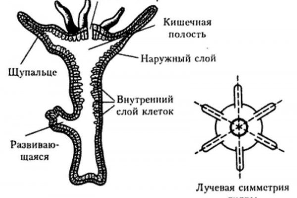 Украли аккаунт на кракене что делать